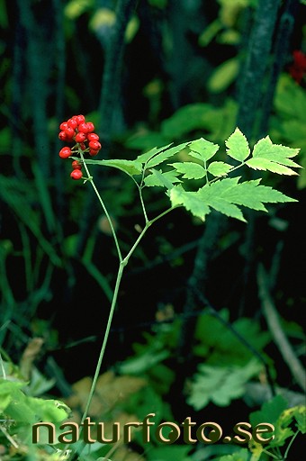 R�d trolldruva 
actaera rubra,   