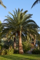 palm
hotel orquidea
bahia feliz, playa del tarajalillo