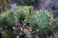 kaktus
hotel orquidea
bahia feliz, playa del tarajalillo