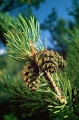tallkottar, tallar
pinus sylvestris
pine tree