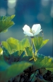 hjortronblomma 
rubus chamaemorus - cloud berries