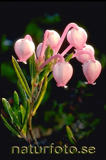 Rosling 
andromeda polifolia,   