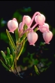 rosling 
andromeda polifolia