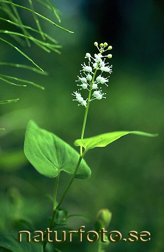 ekorrb-r-maianthemum-bifolium-naturfoto