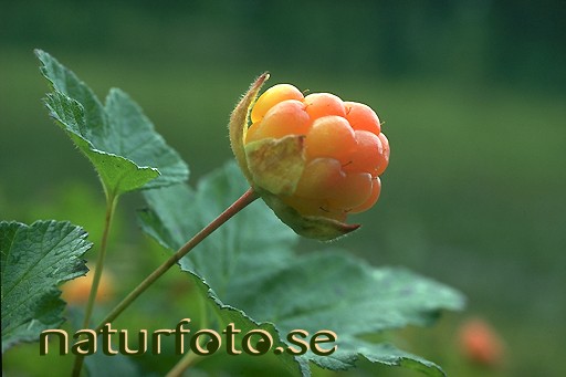 Hjortron 
rubus chamaemorus - cloud berries,   