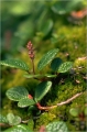 n�tvide 
salix retucilata