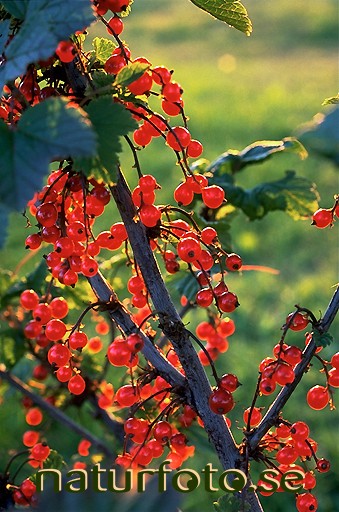 R�da vinb�r
ribes rubrum,   