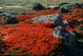 ripb�rsblad 
arctostaphylos alpina
