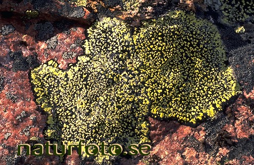 Kartlav 
rhizocarpon geographicum,   