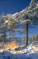 vintertallar
pinus sylvestris
pine tree