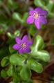 bl�sippa 
hepatica nobilis