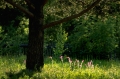 r�dbl�ra
silene dioica
