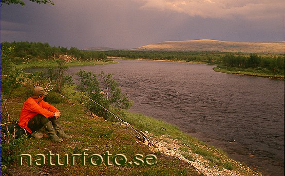 Fiskepaus, lainio�lven lappland  