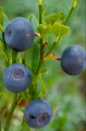 blåbär
vaccinium myrtillus