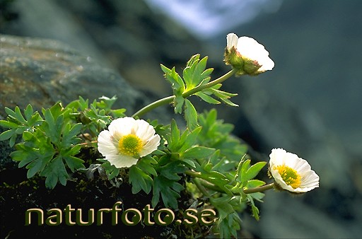 Isranunkel
ranunculus glacialis, lappland  