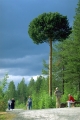 suptallen, tallar
pinus sylvestris
pine tree