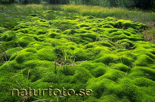 bj-rnmossa-polytrichum-commune-naturfoto