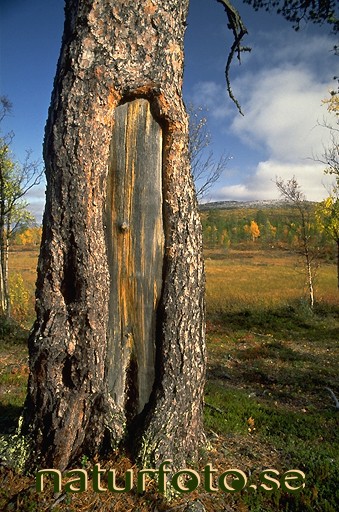 Brandljud i tall, tallar
pinus sylvestris
pine tree,   