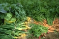 grönsaksodling