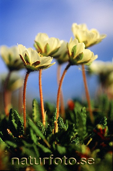 Fj�llsippor
dryas octopetala, lapplands landskapsblomma  