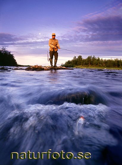 fiske, idijoki mertaj�rvi lappland - st�ende lapland bilder images vertical 94072525 idijoki lappland fiske m�nniska m�nniskor man men fishing sommar summer vatten water stream fors b�ck creek mertaj�rvi friluftsliv outdoor life h2o fiskar fiskare fishes fisher streams watercourses �ar vattendrag creeks b�ckar brooks forsar rapids  