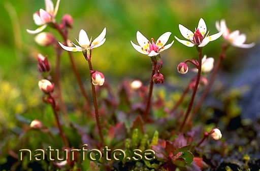 Stj�rnbr�cka
saxifraga stellaris,   