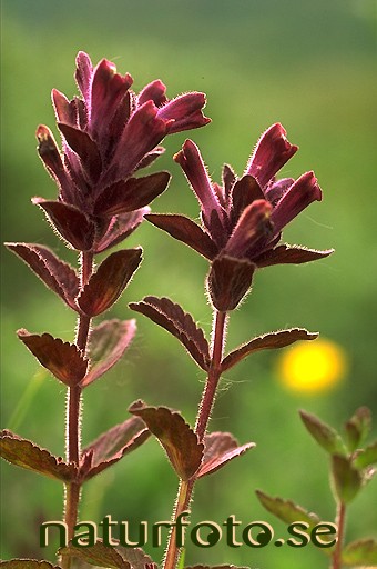 Svarth�
bartsia alpina,   