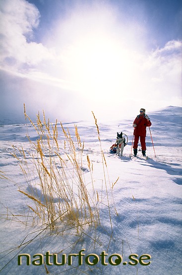 Fj�lltur p� skidor, k�rsavagge gorsavaggi abisko nationalpark lappland  