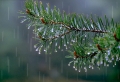 regn på tallgren
pinus sylvestris
pine tree