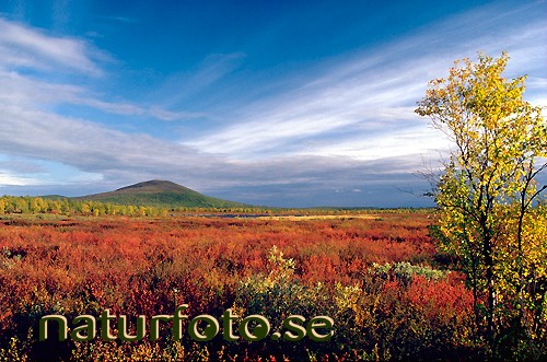 Dv�rgbj�rk
betula nana, kuormakka lappland  