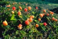hjortron
rubus chamaemórus
cloud berries