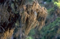 talltagel, tallar
pinus sylvestris
pine tree