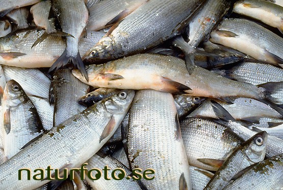 Sikf�ngst
whitefish,   
